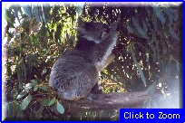 12 Kangaroo Island - Koala.jpg