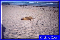 19 Kangaroo Island - Leone Marino Che Dorme.jpg