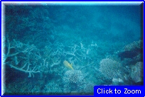 49 Coralli e Pesciolini.jpg